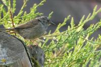 Prunella modularis