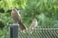 Turdus merula