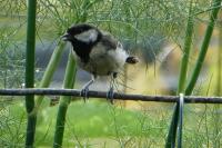 Parus major