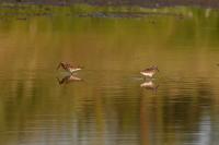 Calidris ferruginea