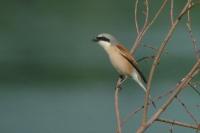 Lanius collurio