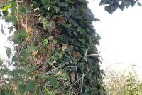 Troglodytes troglodytes