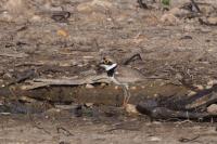Charadrius dubius