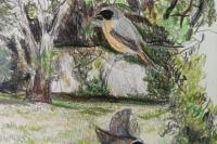 Phoenicurus phoenicurus