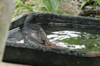 Phoenicurus ochruros