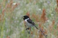 Saxicola rubicola
