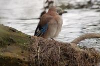 Garrulus glandarius