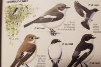 Ficedula hypoleuca