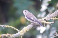 Ficedula hypoleuca