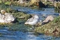Calidris minuta