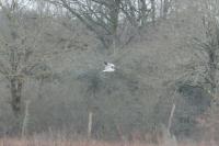 Elanus caeruleus