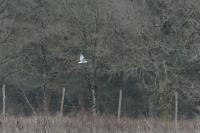 Elanus caeruleus