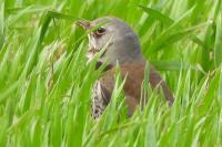 Turdus pilaris