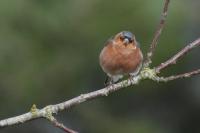 Fringilla coelebs