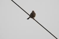 Anthus pratensis