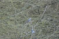 Motacilla alba