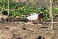 Anas platyrhynchos