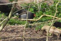 Gallinula chloropus