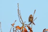 Emberiza schoeniclus