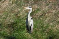 Ardea cinerea