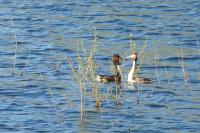 Podiceps cristatus