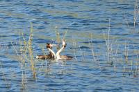 Podiceps cristatus