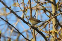 Phylloscopus collybita
