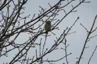 Emberiza calandra