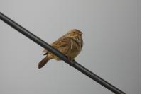 Emberiza calandra