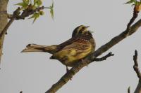 Emberiza cirlus