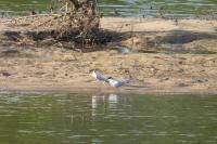 Sterna hirundo