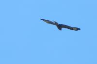 Buteo buteo