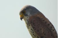 Falco tinnunculus