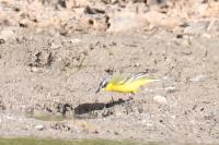 Motacilla flava