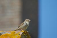 Passer domesticus