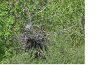 Ardea cinerea