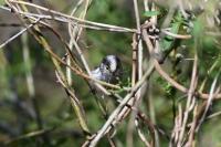 Aegithalos caudatus