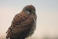 Falco tinnunculus