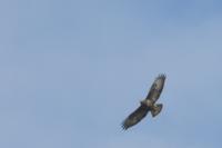 Buteo buteo