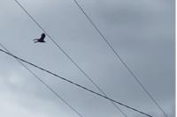 Milvus migrans