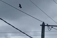 Milvus migrans