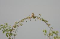 Emberiza calandra