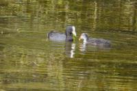 Fulica atra