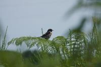 Saxicola rubicola