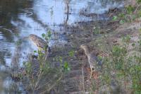 Nycticorax nycticorax
