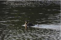 Podiceps cristatus
