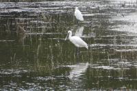 Platalea leucorodia