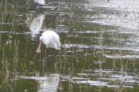 Platalea leucorodia