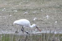 Platalea leucorodia