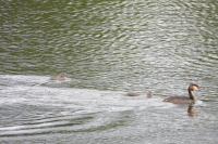 Podiceps cristatus